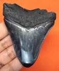 Megalodon Shark Tooth - 2 73  - Real Fossil - Shark Teeth - Megladone 