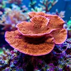 Orange Montipora Live Saltwater Aquacultured Coral For Reef Aquarium