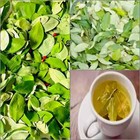 400 Free 50 C o c a Leaves Organic  Dried  Tropical Germinations  Ceylon