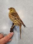Bb81 Yellowhammer  emberiza Citrinella  Bird Wall Mount Taxidermy