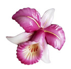 Button Japanese Arita Porcelain Vintage Fuchsia Pink Cattleya Orchid Flower