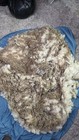 4 Lbs White Rambouillet merino Cross Wool Raw Wool Fiber Fleece
