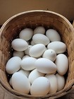4x Clean White Hollow Goose Eggs For Arts And Crafts