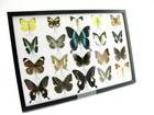 20 Beautiful Butterfly Butterflies In Showcase - Framed - Real - A-20-blumei-02