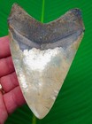 Megalodon Shark Tooth Real Fossil 4 62    Colorful W  Red Big No Restorations