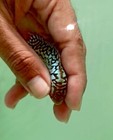 1 Male-live Aquarium Flowerhorn Fish High Quality - King Kamfa F2 - Usa Seller