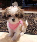 Snazzi Pet Soft Step In Dog Harness Vest 2-25 Lbs Teacups Puppy Minis Cats Xs-xl
