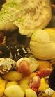 Pink Ramshorn Snail Live  1 Healthy Aquarium Fresh Warm Freshwater Cleanup  Nano