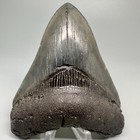 Great Shape - Decently Serrated 4 16  Fossil Megalodon Shark Tooth - Usa