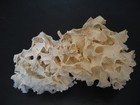 Rarely Seen Beauty   triphyllozoon Moniliferum 124 6mm australia Marine Life