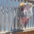 Cow steer Skull With Horns Bone Hanging Wall Decor Rustic Western Style