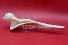Large Horse Conch Seashell Triplofusus Giganteus Sea Ocean 9 5 8    Long