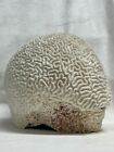 Large Vintage Natural White Brain Coral     10    Diameter
