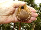 Deerskin Leather Medicine Bag  Handcrafted  Shaman Tribal Necklace Pouch  2 
