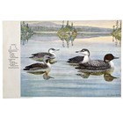 Common Loon And Red Throated 1955 Plate Print Birds Of America Nature Art Dwee31