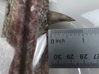 Wild Turkey Foot Spur Knife Handle Crafts Pet Treats