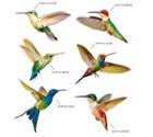 Blulu 6 Pieces Large Size Hummingbird Window Clings Anti-collision Decals To Pre