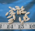  Marginella Shells   1 2    Volvarina  20   Shellcraft   Sailor s Valentines  