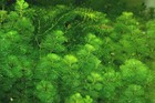 65 Green Cabomba Live Aquarium Plants Aquascaping Planted Tank Pond Easy Beginer