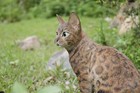 Sitting Bengal Cat--garden Statue Garden Decoration Home Decor Animal Statue