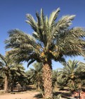 Medjool Dates 11lb  Sweet  Large Top Quality  California Fresh   Fast Shipping