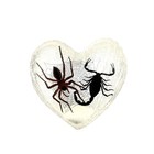 Real Spider   Black Scorpion Resin Heart Display Oddities Gothic Nature Gift