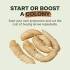 Mealworm Pupae Live Feeder Insects   Free Shipping   Live Arrival