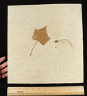 Fish Fossil With A Big Leaf Fossil On Huge Matrix  From Wyoming 2812gr