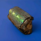 A Striking Baculite ammonite rare iridescent opalized Gem  Ancient Fossil