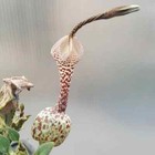 Variegated Ceropegia Woodii Seeds   Variegated String Of Heart   Hearts