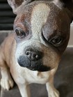 Boston Terrier Dog Sitting Figurine Life Like Large Resin