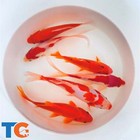 Goldfish Pond Pack  4 For Sale - Includes Live Sarasa Comets   Commons   Toledo