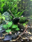 20   5 Free Live Aquarium   Pond Snails Freshwater   Ramshorn   Plus Stems Plant