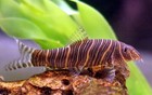 4-pack Zebra Loach  striata Botia  2   2 5        Live Peaceful Bottom Dweller Fish