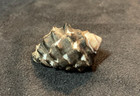 Muricidae  Thais Intermedia 32 9mm Surigao Philippines 2010 - Select 