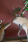 Rustic Metal Moose For Hunting Lodge  Man Cave  Study Decorative Collectible