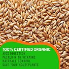 1 Pound Premium Organic Cat Grass - Non Gmo Mixed Seeds - Wheatgrass Seeds