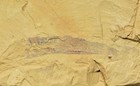Holy Grail Yunnanozoon Chordate Fossil  Lower Cambrian  Chengjiang 