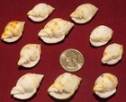 10 Beautiful Nutmeg Sea Shells Crafting Coastal Beach Decor South West Florida