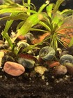 25 Ramshorn Snails Live Cleaner Feeder Pea Puffer Food Freshwater Aquarium Pond
