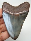 Megalodon Sshark Tooth - Real Fossil 2 78     Shark Teeth - No Restorations
