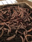 2500 Canadian Night Crawlers