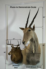 African Eland Taxidermy Shoulder Mount  Large 66  Eastern Cape South Africa 2011