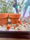  9  7 2 Pink Ramshorn Snails  live Fresh Water Invertebrate Pet Algae Cleaner 