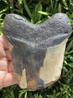 Natural Beautiful 4 06    Megalodon Tooth Fossil Shark Teeth