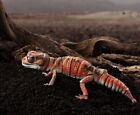 Bandai Japan Exclusive Smooth Knob-tailed Gecko Lizard Action Figure A