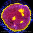 Corals Of Eden   Wysiwyg Live Coral Frag   Cb Fire Breather Chalice Coral Lps