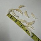 Lot Of 10 Assorted Coyote Fangs Teeth Goth Odd Craft Real Taxidermy Cleaned 3117
