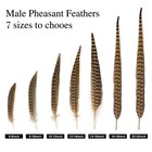 12 Pcs Natural Male Ringneck Pheasant Tail Feathers 1012 Inch 2530cm Crafts