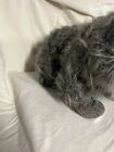 Applause 1984 Realistic Plush Cat Stuffed Animal Looks Real Fluffy Cute Vintage 